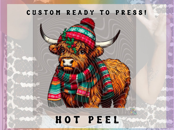 Winter highland Cow